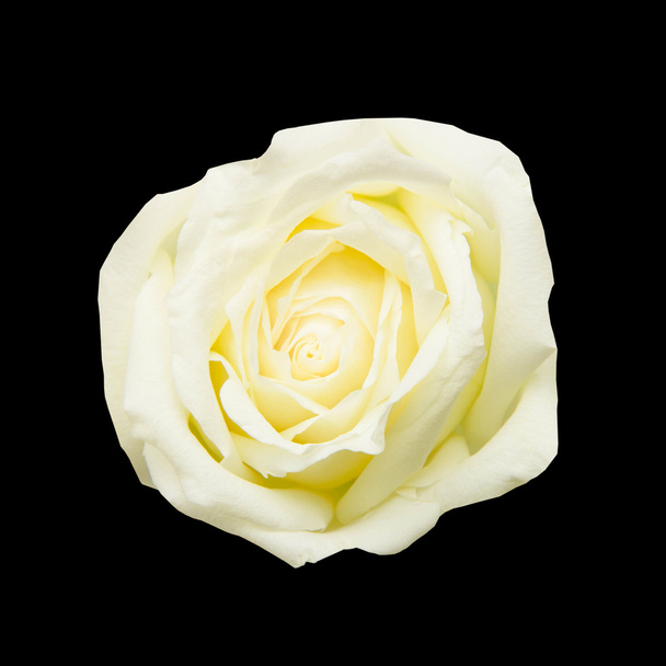 valkoinen ruusu mustalla taustalla - Valokuva, kuva
