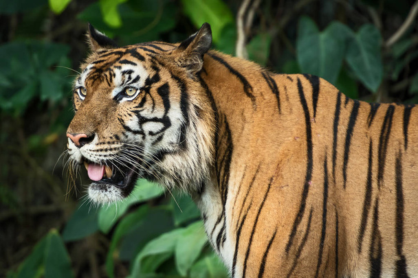 Fotos de tigre naturalmente
. - Foto, Imagen