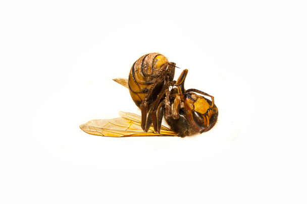 wasp isolated on white background - Photo, Image