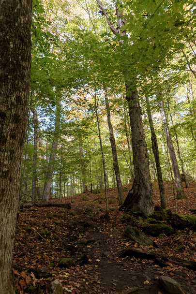 Forest in Algonquin National Park. Ontario. Canada - Fotografie, Obrázek