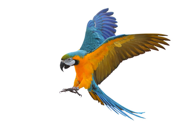 Barevná létající papoušek izolované na bílém - Fotografie, Obrázek