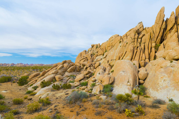 Monzogranite Rocks With Joshua Trees - Photo, Image