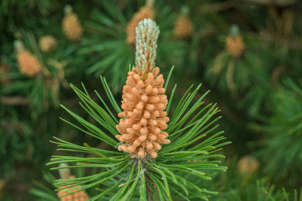 Young green pine cones together with a pine shelf. - Photo, Image