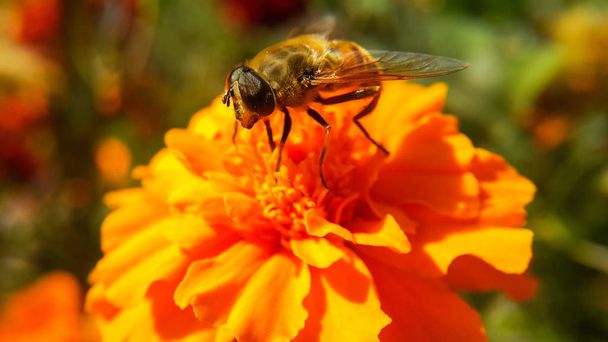 L'abeille se tient sur une fleur orange et veut recueillir du pollen, photo de côté et gros plan, se concentre sélectivement sur l'avant de l'aile
. - Photo, image