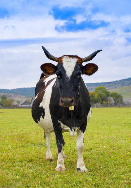 tehén legelő - Fotó, kép