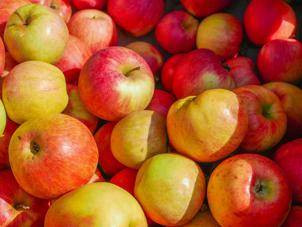 roodgele appels in de zon. Veel rode en gele appels, kleurrijke achtergrond. kleurrijke fruitachtergrond, close-up - Foto, afbeelding