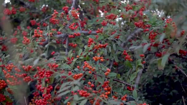 Herfst Pyracantha cluster op bush in de herfst. close-up schot. - Video