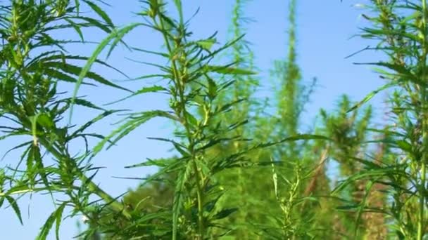 Marihuana-Büsche wiegen den Wind. Die Tops of Green Hanf gegen den blauen Himmel. - Filmmaterial, Video