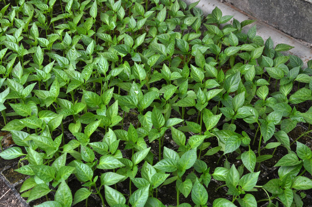 Pěstování sazenic papriky ve skleníku  - Fotografie, Obrázek