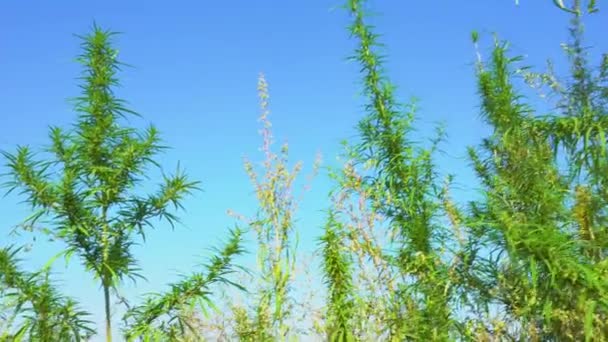 Marihuana bushes zwaaien met de wind. De toppen van groene hennep tegen de blauwe lucht. - Video