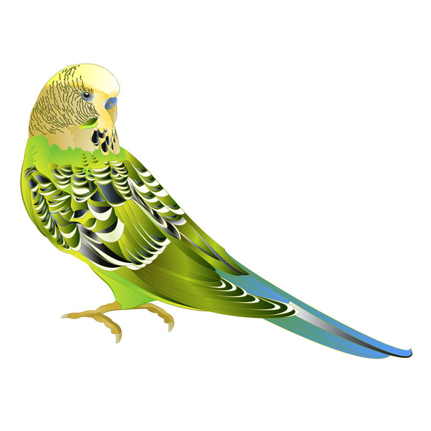 Zelený papoušek Budgerigar, domácí mazlíček, pet papoušek nebo pupgie nebo shell papoušek na bílém pozadí akvarel vintage vektor ilustrace upravitelné ruční kreslení - Vektor, obrázek