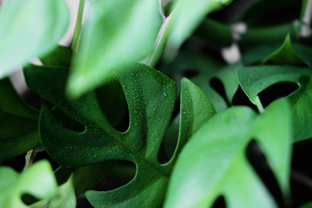 Закрыть влажные листья из Рафидофоры Тетрасперма или Монстера Минимальное домашнее растение
 - Фото, изображение