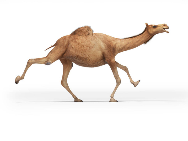 3d renderöinti käsite kamelin käynnissä valkoisella taustalla s
 - Valokuva, kuva