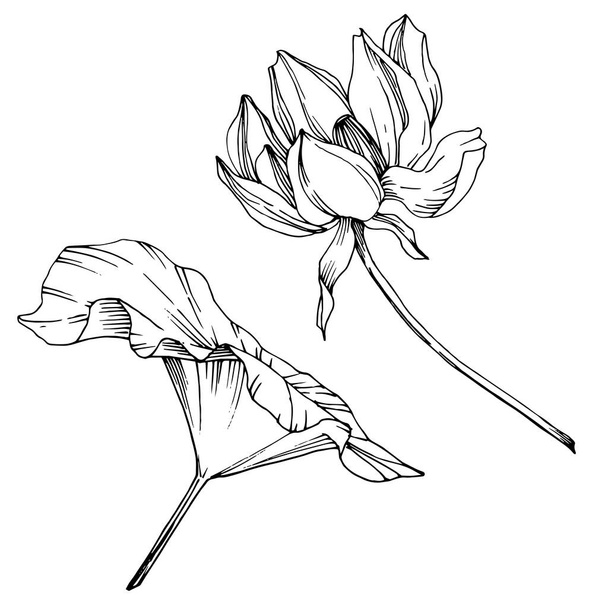 Vektor Lotus virágos botanikus virág. Fekete-fehér vésett tinta Art. Különálló Lotus illusztrációs elem. - Vektor, kép