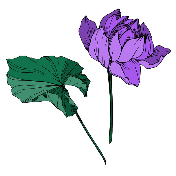 Vector Lotus floral botanical flower. Black and white engraved ink art. Isolated lotus illustration element. - ベクター画像