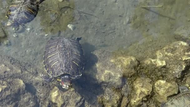 Kaplumbağalar gölün berrak sularında yüzerler. - Video, Çekim