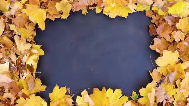 Herbstgelbe Blätter auf schwarzem Hintergrund - Filmmaterial, Video