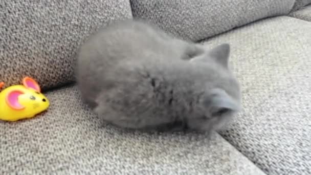 Jeden kotek siedzi na kanapie. Śmieszny kotek pręgowany - Materiał filmowy, wideo
