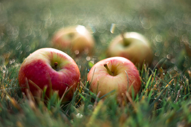 Picture with apples. - Foto, Bild