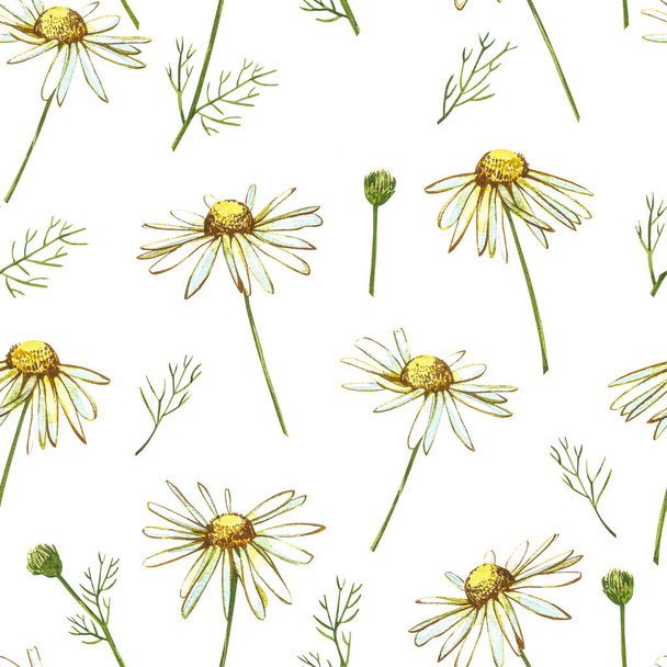 Chamomile or Daisy bouquets, white flowers. Realistic botanical sketch on white background for design, hand draw illustration in botanical style. Seamless patterns. - Foto, Imagem
