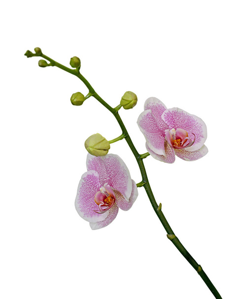 Hermosa orquídea rosa aislada sobre un fondo blanco - Foto, Imagen