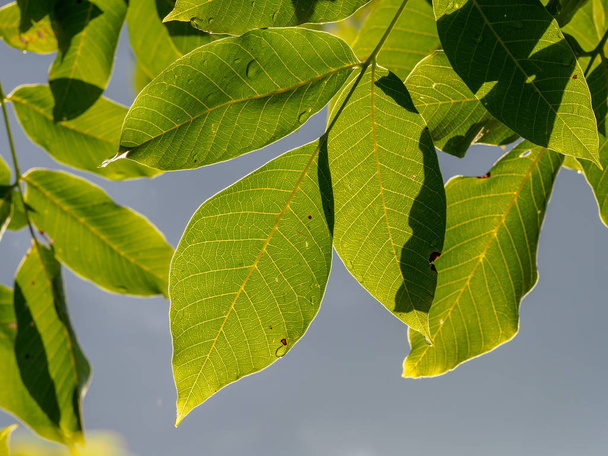 листья грецкого ореха с капельками дождя, освещенные летним солнцем
 - Фото, изображение