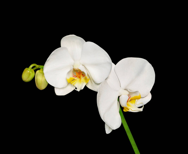 elszigetelt fekete alapon szép fehér orchideák - Fotó, kép