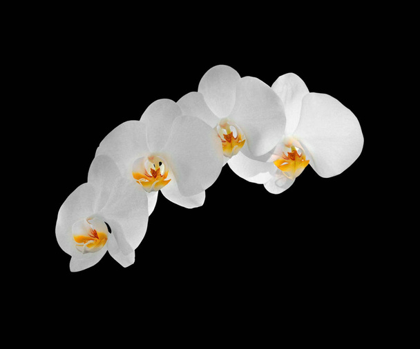 schöne weiße Orchidee isoliert auf schwarzem Hintergrund - Foto, Bild