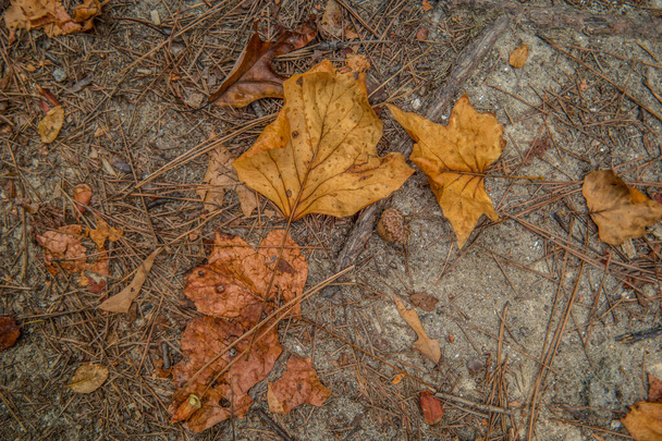 Lettiera di foglie sulla sabbia
 - Foto, immagini