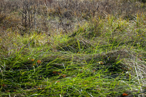 Ψηλό πράσινο και ξηρό γρασίδι στο έδαφος - Φωτογραφία, εικόνα