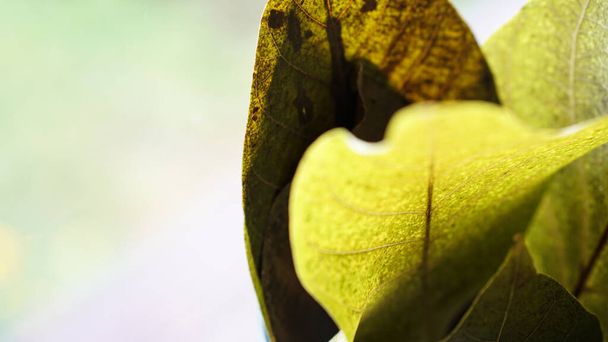 Elemento de textura de hojas hermosas sobre fondo suave borroso
 - Foto, Imagen