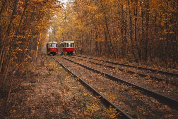 Δύο τραμ και τραμ σιδηροτροχιές μεταξύ του δάσους του φθινοπώρου. - Φωτογραφία, εικόνα