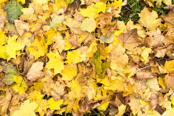 Yellow and orange autumn leaves background. Outdoor. Colorful backround image of fallen autumn leaves perfect for seasonal use. - Fotoğraf, Görsel