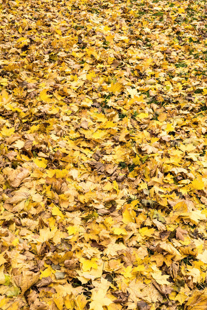 Yellow and orange autumn leaves background. Outdoor. Colorful backround image of fallen autumn leaves perfect for seasonal use. - Fotoğraf, Görsel