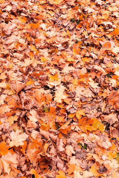 red and orange autumn leaves background. Outdoor. Colorful backround image of fallen autumn leaves perfect for seasonal use. - Fotoğraf, Görsel