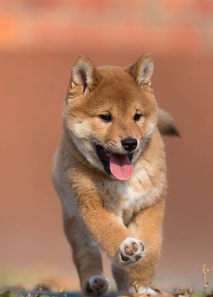 little shiba inu puppy runs - Photo, Image