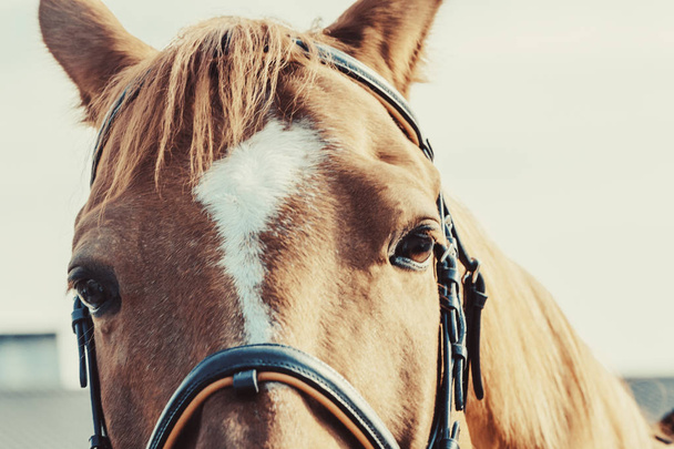 Nahaufnahme schöner Pferdekopf auf hellem Hintergrund - Foto, Bild