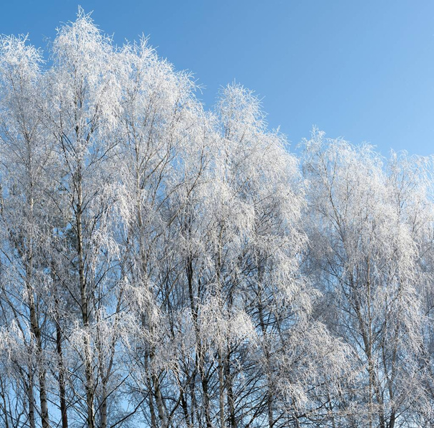 Goup of birch with hoarfrost, Czech Republic - Photo, Image