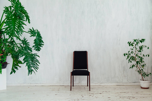 zwarte stoel met woonplanten in het interieur van de grijze kamer - Foto, afbeelding