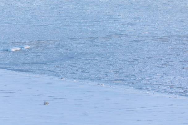 Lední medvěd procházející se ve svém přirozeném prostředí ledu a sněhu na Špicberku v Norsku. Velká krajina s malým medvědem. - Fotografie, Obrázek