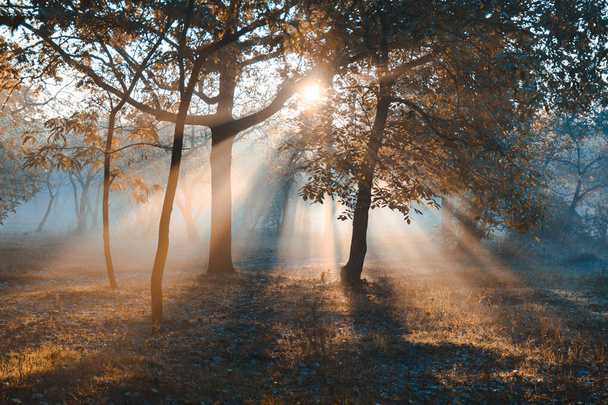 sun rays through the fog in the scenic orange autumn park - Fotó, kép