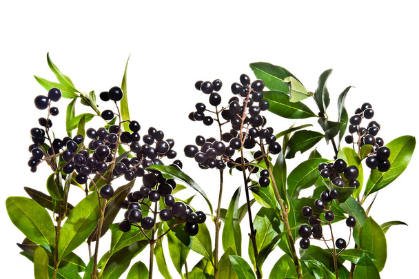 Ligusterzweige mit schwarzen Beeren auf weißem Hintergrund - Foto, Bild