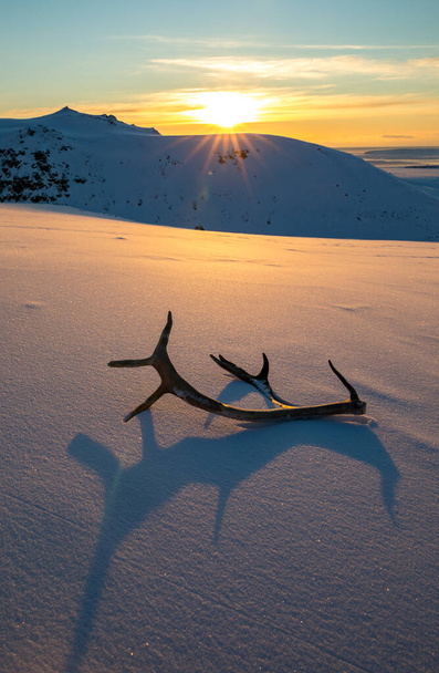 Tramonto dorato con corna di renna sdraiate sulla neve
 - Foto, immagini