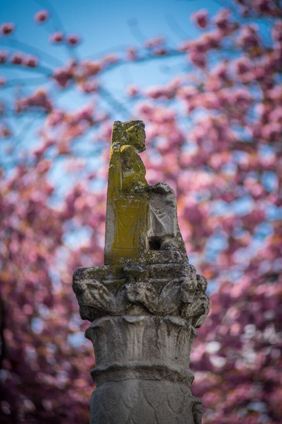 Un viejo monumento musgoso frente a flores de cerezo
. - Foto, imagen