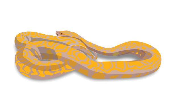 yellow python on a white background, vector - Vector, Image