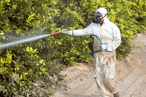 Gyomirtó szerek fertőtlenítése. Vegyipari mezőgazdaság. Mérgező peszticidek, peszticid citromon termesztett mezőgazdasági ültetvényen, Spanyolországban. Férfi permetezés. fertőtlenítő pesti, kártevőirtás, 2019 - Fotó, kép