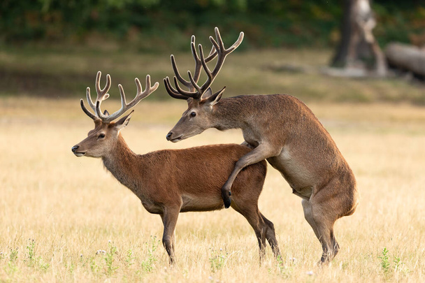 Reprodukce jelenů na louce - Fotografie, Obrázek