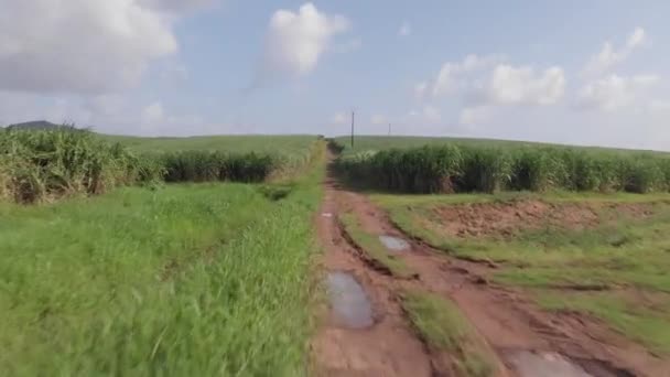 Vue de drone d'un chemin dans les champs de canne à sucre avec de l'eau de pluie sur la saleté et des câbles électriques passant. champ de canne et fond de palmier
. - Séquence, vidéo