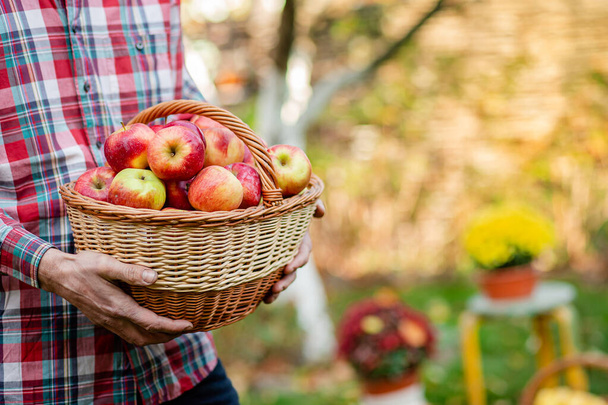 Picking apples. A man with a full basket of red apples in the garden. - Фото, зображення
