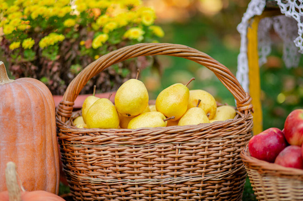 Kypsiä keltaisia päärynöitä lautasella pöydällä puutarhassa
. - Valokuva, kuva